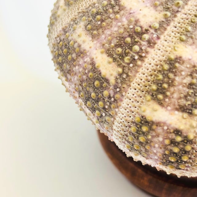 Purple Vintage Sea Urchin Lamp For Sale - Image 8 of 10
