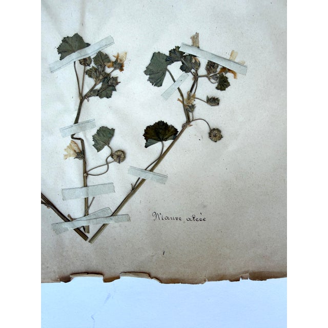 Oversized Antique French Herbarium Specimens – Set of 8 | Original 19th Century Pressed Botanical Collection From Paris For Sale - Image 15 of 17
