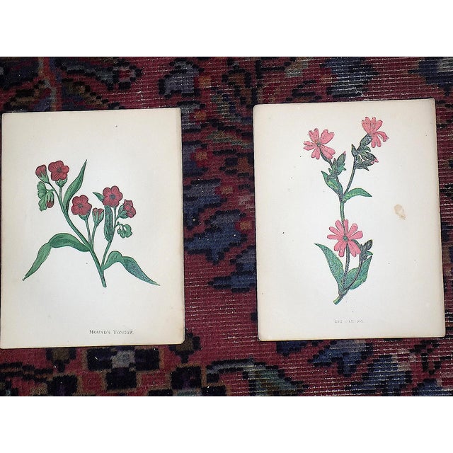 Authentic Antique 19th Century Anne Pratt Botanical Chromolithographs - Set of 12 For Sale In Cincinnati - Image 6 of 10