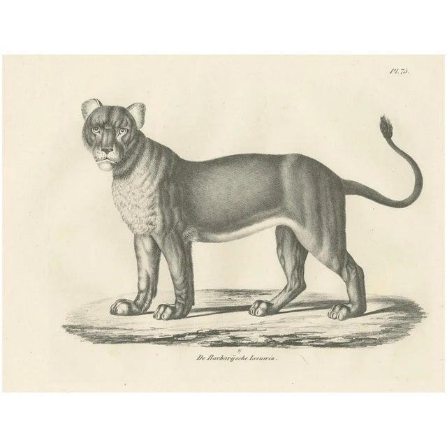 C.C. G. Zool., Barbary Lioness in a Powerful Standing Pose, 1836, Lithograph For Sale