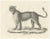 C.C. G. Zool., Barbary Lioness in a Powerful Standing Pose, 1836, Lithograph For Sale