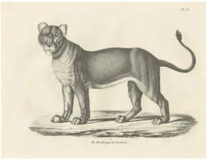 C.C. G. Zool., Barbary Lioness in a Powerful Standing Pose, 1836, Lithograph