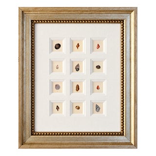 Seashell Study | Set of 12 Original Prints – Coastal Wall Art | Custom Framed | C. 1840 For Sale