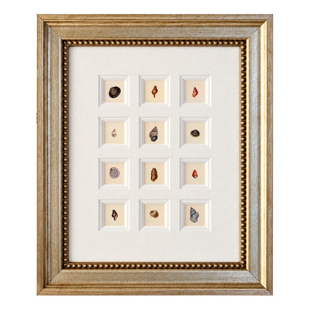 Seashell Study | Set of 12 Original Prints – Coastal Wall Art | Custom Framed | C. 1840 For Sale