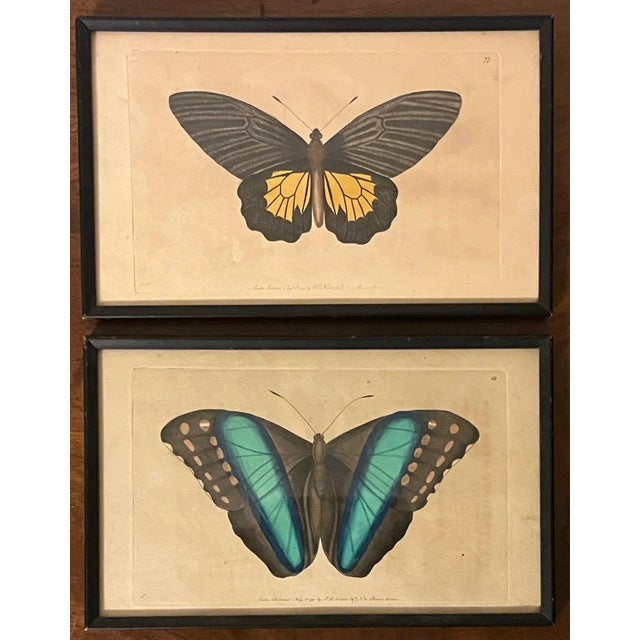 Antique 18th Century Framed Butterfly Prints by F. P. Nodder - a Pair For Sale - Image 12 of 12