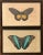 Antique 18th Century Framed Butterfly Prints by F. P. Nodder - a Pair For Sale - Image 12 of 12