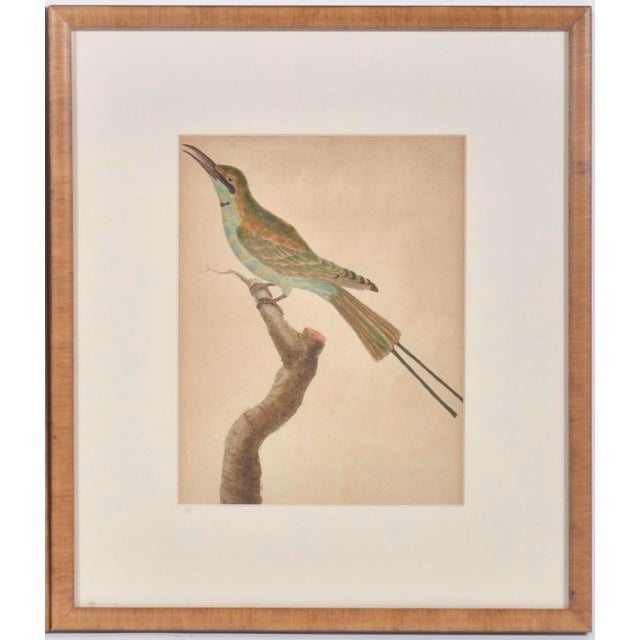 Sculpture Materials Birds: Antique Copperplate Engravings of by François Martinet - Set of Four For Sale - Image 7 of 14
