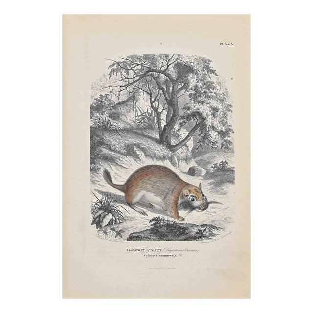 Paul Gervais, Viscacha, Lithograph, 1854 For Sale