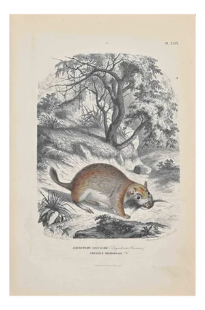 Paul Gervais, Viscacha, Lithograph, 1854