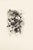 Fruit is a black and white etching realized by the French artist Michel Ciry in 1964. Signed and dated on the lower right....