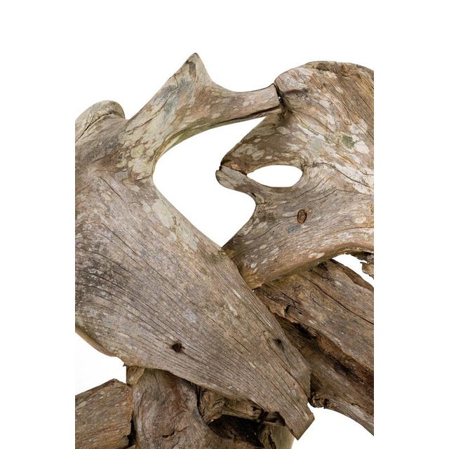 Brown Teak Root Wood Armchairs, Set of 2 For Sale - Image 8 of 17