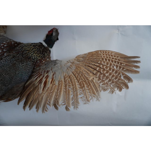 Early 21st Century Taxidermy Flying Pheasant For Sale - Image 5 of 15