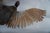 Early 21st Century Taxidermy Flying Pheasant For Sale - Image 5 of 15