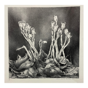 1946 Victoria Hutson Huntley Indian Pipes Botanical Lithograph