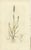 Illustrations of Meadow Grasses: Timothy & Foxtail, 1830s, Engravings, Set of 8 For Sale - Image 5 of 10
