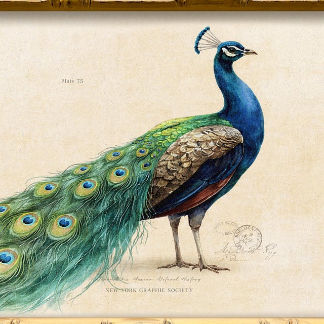Illustration Reproduction Vintage "Garden Friends" Art Print, Framed Peacock For Sale - Image 3 of 4