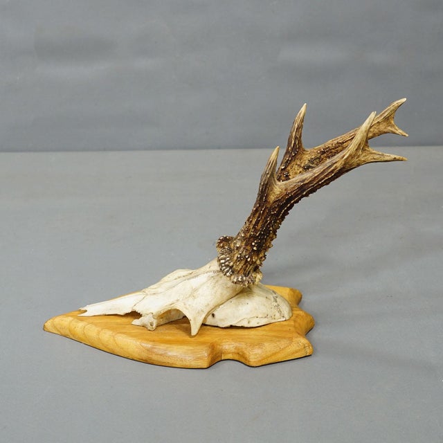 Set of Six Vintage Roe Deer Trophies on Wooden Plaques Germany ca. 1960s A set of six vintage roe deer (Capreolus...