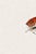 A striking example of traditional Japanese woodblock art, this vintage art print reproduction features Tai (Red Seabream)...