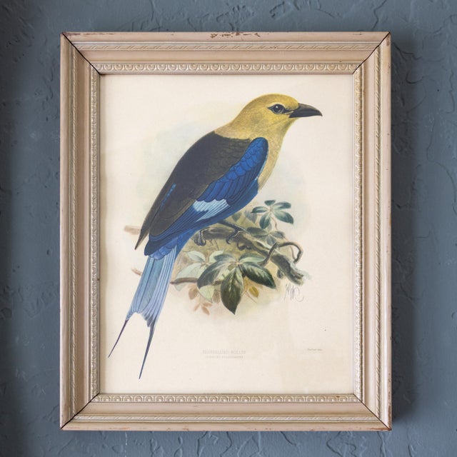 Ornithological Bird Print Bluebellied Roller by Johannes Gerardus Keulemans For Sale - Image 6 of 9