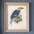 Ornithological Bird Print Bluebellied Roller by Johannes Gerardus Keulemans For Sale - Image 6 of 9