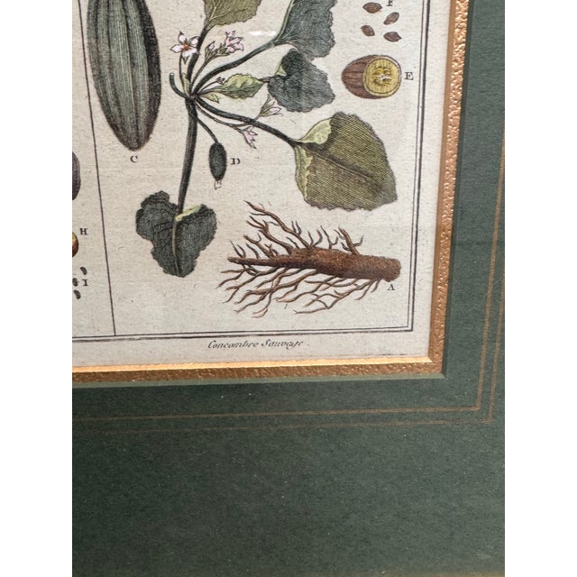 Green W. King Ambler Antique Botanical Engravings, Set of Three For Sale - Image 8 of 12