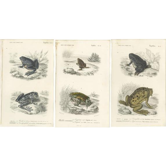 Mid 19th Century D'Orbigny, Illustrations of Frogs and Toads, 1861, Prints, Set of 3 For Sale - Image 5 of 5
