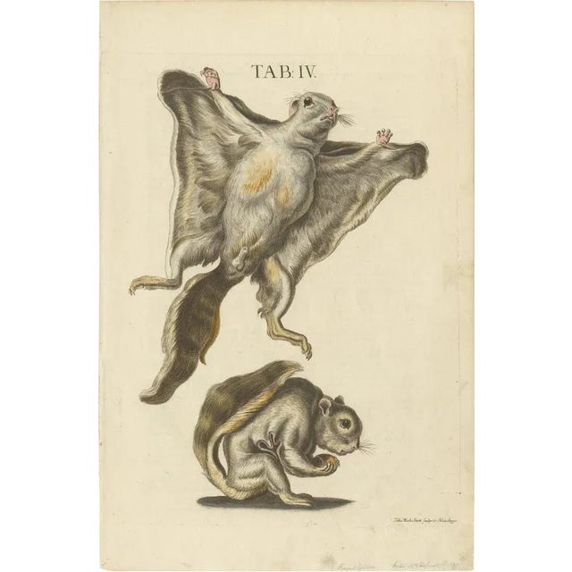 Seligmann, Flying Squirrels, 1762, Original Hand-Colored Engraving For Sale - Image 10 of 10