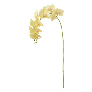 Phalaenopsis Orchid Stems 28" St/4 For Sale