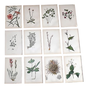 Authentic Antique American 19th Century Botanical Lithographs - Set of 12