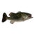 Vintage Bass Fish Wall Mount For Sale