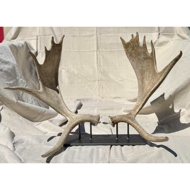 Large Double Mounted Moose Paddle/Antler For Sale - Image 9 of 9