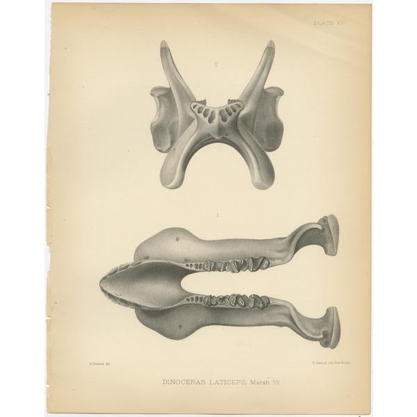 Set of two antique prints titled 'Dinoceras Laticeps'. Original lithograph of the lower jaw of a Dinoceras Laticeps, a...