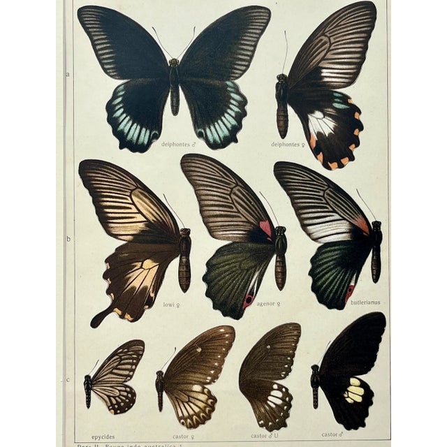 Illustration Antique Original Color Lithograph of Butterflies Swallowtail by Seitz 1911 For Sale - Image 3 of 8
