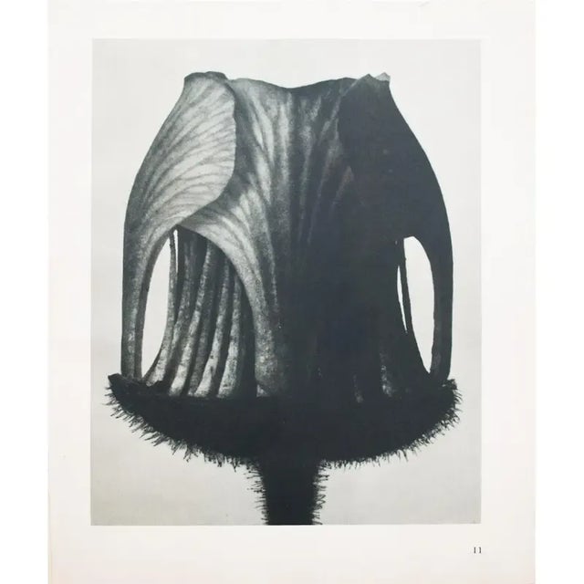 1935 Karl Blossfeldt Two-Sided Photogravure N11-12 For Sale - Image 10 of 10