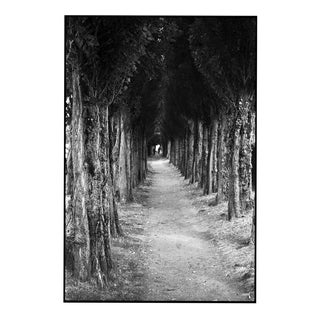 Paul Cooklin, Treeline, Honfleur, France, Edition of 50 For Sale