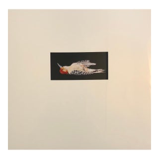 Brenda Zlamany, Birds, Cibachrome Photograph Print, Signed Conceptual Art For Sale