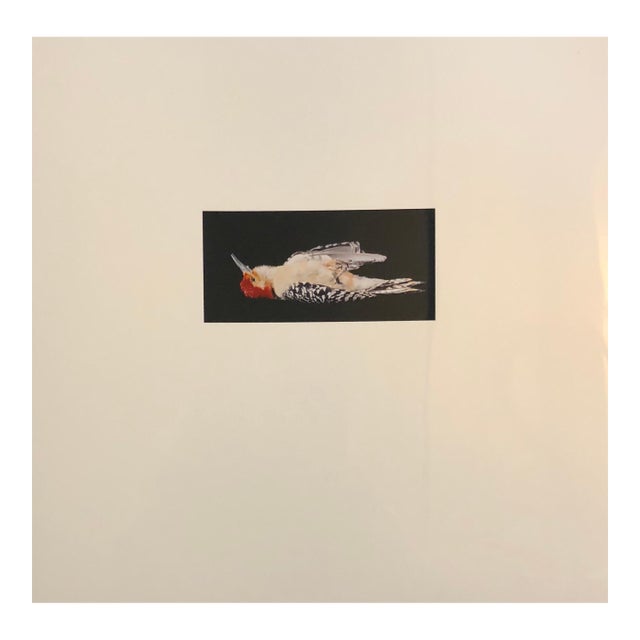 Brenda Zlamany, Birds, Cibachrome Photograph Print, Signed Conceptual Art For Sale