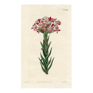 1822, Red Crassula Botanical Print, Curtis's Botanical Magazine, Original Antique Botanical Print, Engraving, England