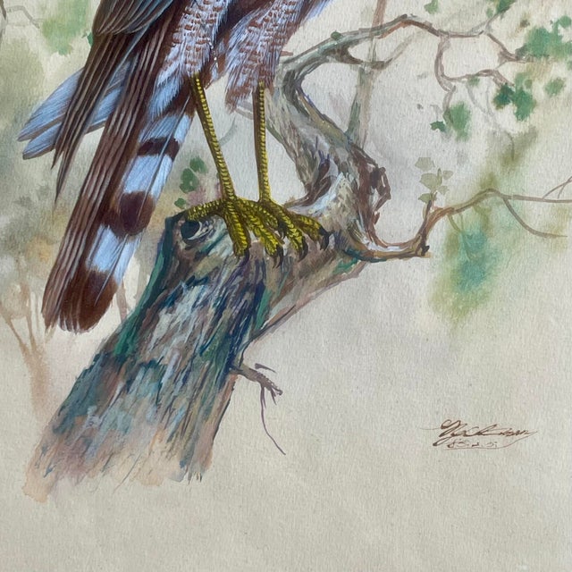 Vintage Watercolor Avian Animal Paintings, Signed & Framed Pair For Sale In San Diego - Image 6 of 8