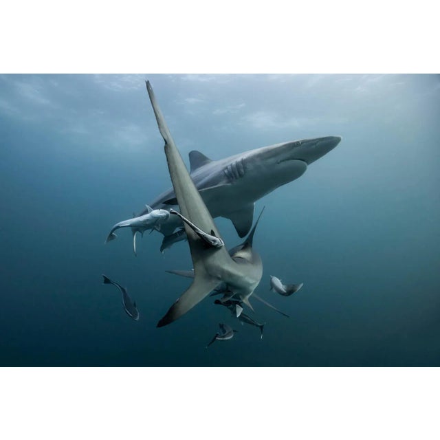 Olivier Borde, Graphical Balance, 2017, Color Photograph For Sale - Image 4 of 5