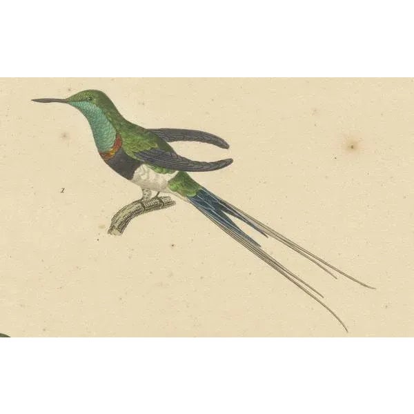 Mid 19th Century Huet and Prêtre, Hummingbird, Langsdorff, Chalybeate, 1838, Engraving For Sale - Image 5 of 6