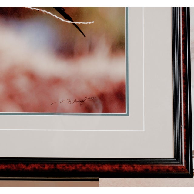 1990s 1991 Thomas Mangelsen "The Perch - Carmine Bee-Eaters" Hand Signed Collectors Limited Edition 515/950 Museum Mounted Framed Color Photograph For Sale - Image 5 of 8