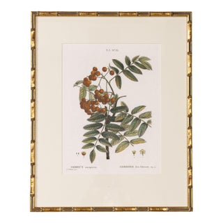 19th C. French Framed Copper Plate Botanical Engraving on Laid Paper For Sale