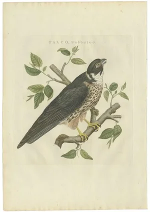 Sepp & Nozeman, Bird Illustration of the Eurasian Hobby Falcon, 1797, Print