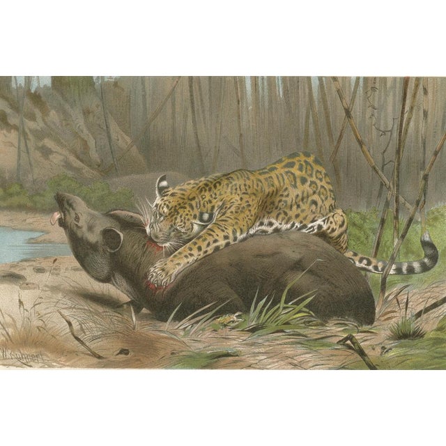 After Wilhelm Kuhnert, Jaguar Killing Tapir, 1894, Paper For Sale - Image 4 of 9