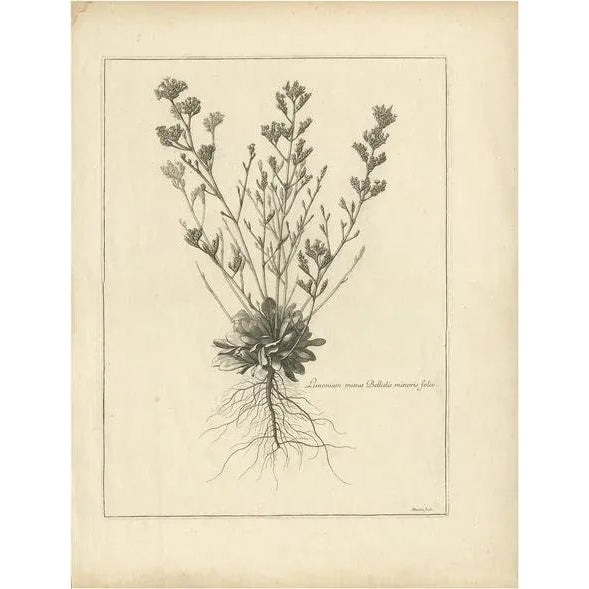 Dodart, Limonium Flowering Plant, 1680, Print For Sale - Image 6 of 6