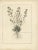 Dodart, Limonium Flowering Plant, 1680, Print For Sale - Image 6 of 6