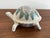 1980s 1980s Porcelain Lidded Turtle Box For Sale - Image 5 of 11