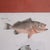 Hand Colored Fish Engravings, by John William Hill- Set of Eight For Sale - Image 4 of 12