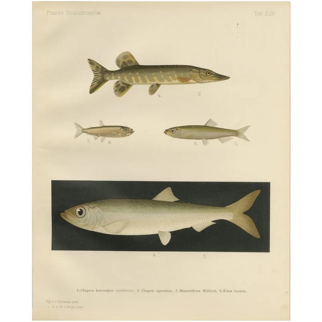 Herring, Sprat, Müller's Pearlside and Pike, 1895, Lithograph on Paper For Sale